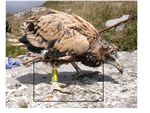 XVIII Congreso de Anillamiento Científico de Aves - <em>Neophron percnopterus</em> (Alimoche común)